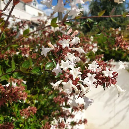 Abelia, Two Terraces, Hot Tub, Free Parking ドゥブロブニク